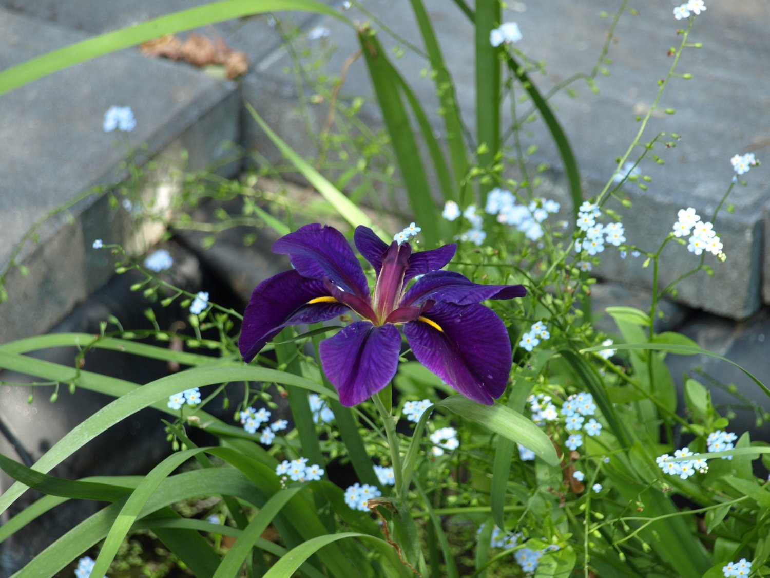 Gamecock Iris