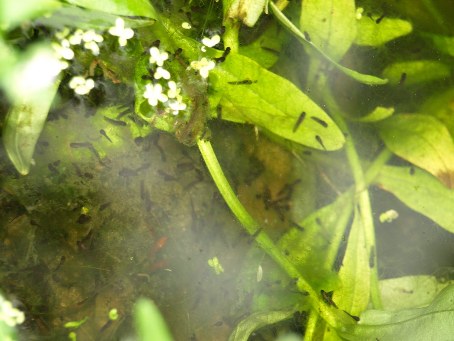 Tons of Tadpoles