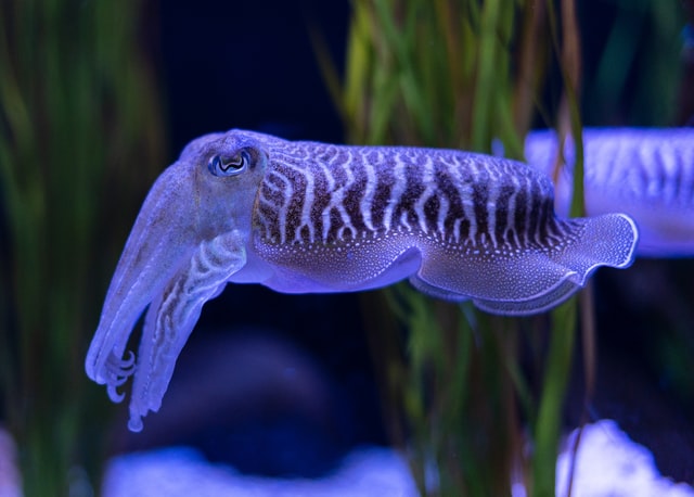 Common Cuttlefish